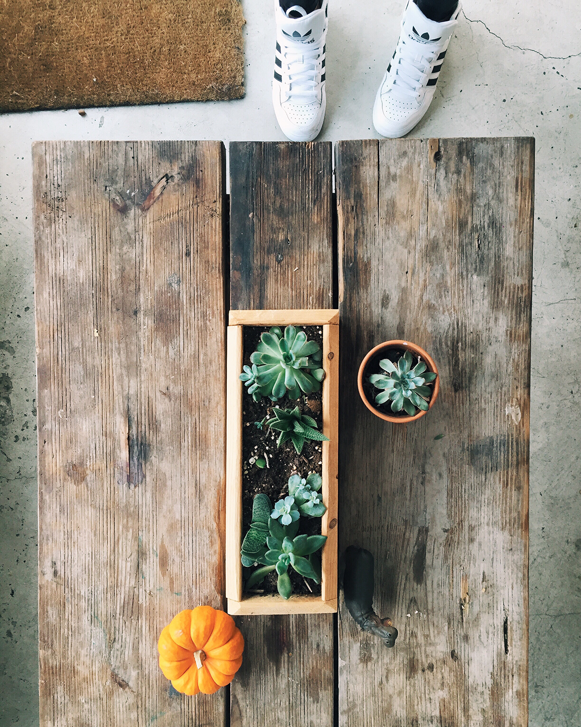 beautiful succulents at stonefruit espresso | coffee shop in bedford stuyvesant